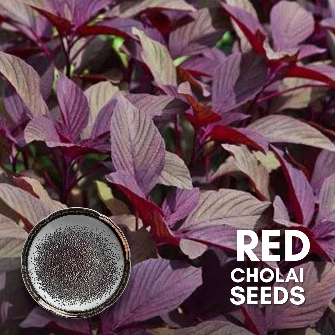 Green Paradise® Red Cholai F1 Hybrid Seeds Pack
