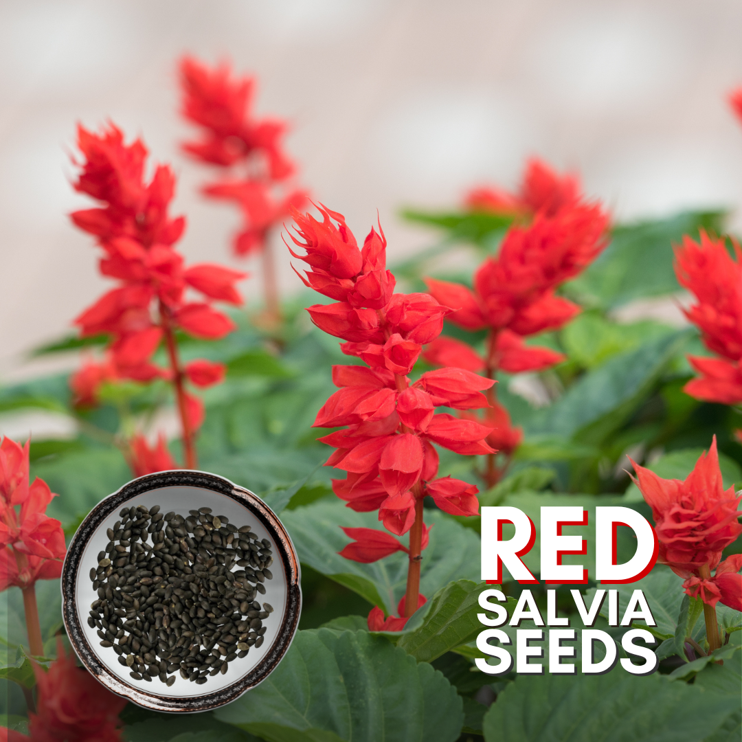 Green Paradise® Red Salvia Flower Seeds Pack