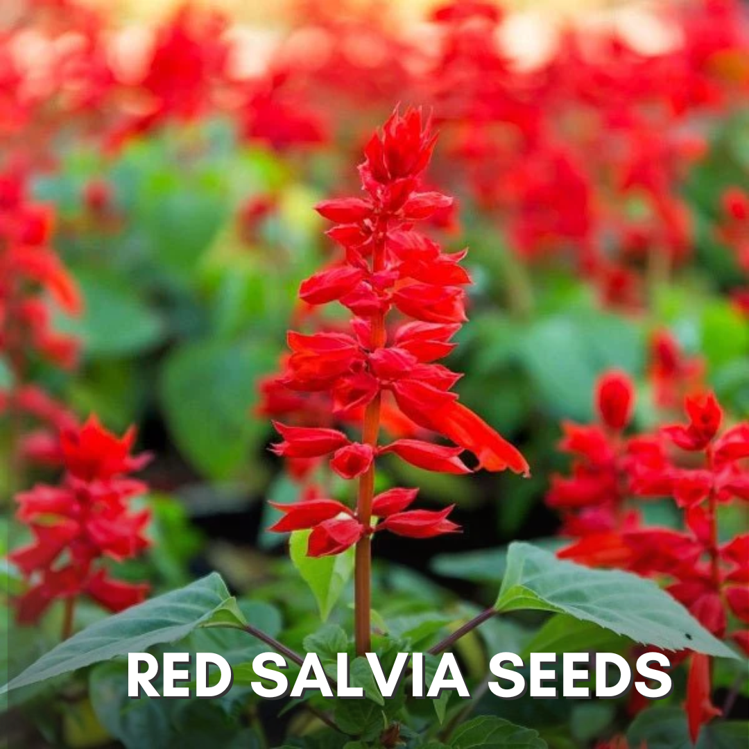 Green Paradise® Red Salvia Flower Seeds Pack