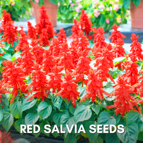 Green Paradise® Red Salvia Flower Seeds Pack