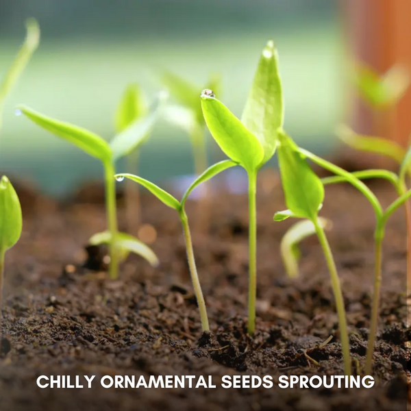 Green Paradise® Chilly Ornamental Seeds Pack