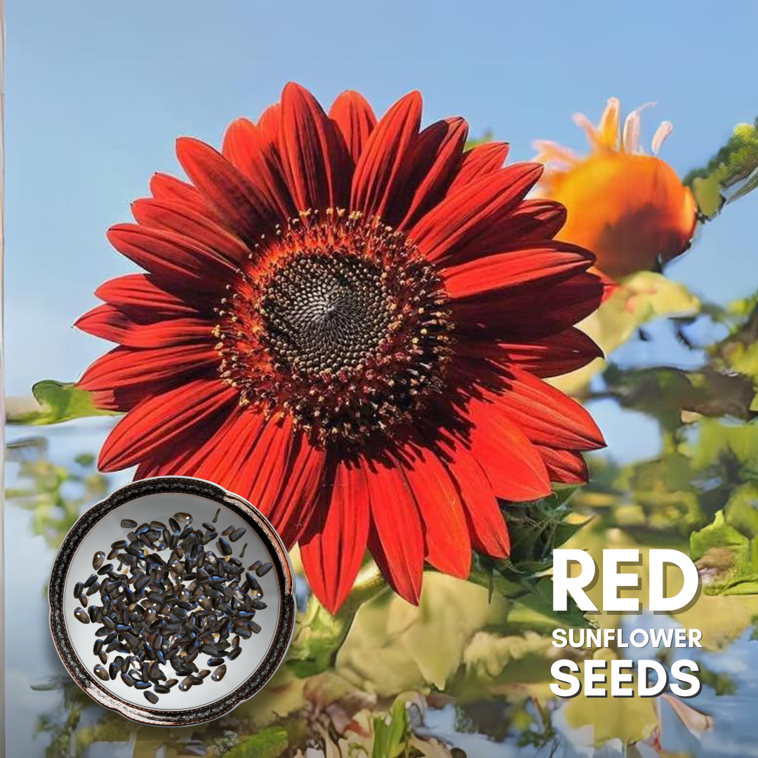 Green Paradise® Red Sunflower (Improved) Seeds Pack