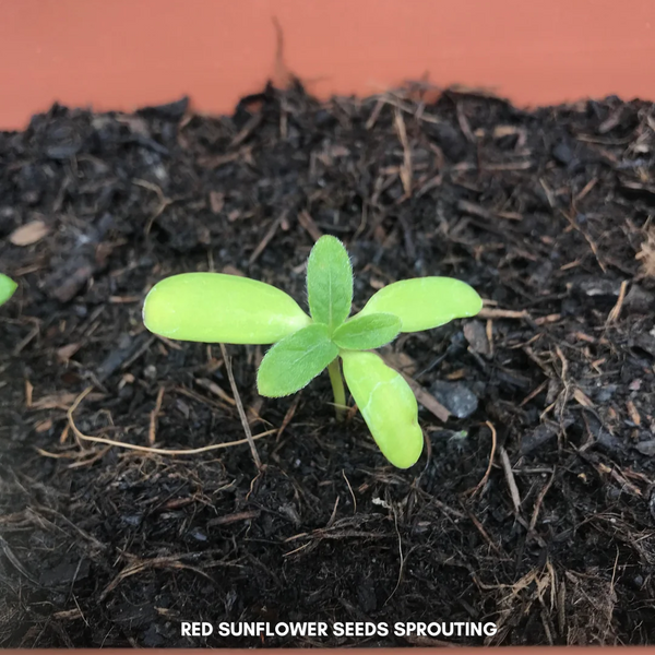 Green Paradise® Red Sunflower (Improved) Seeds Pack