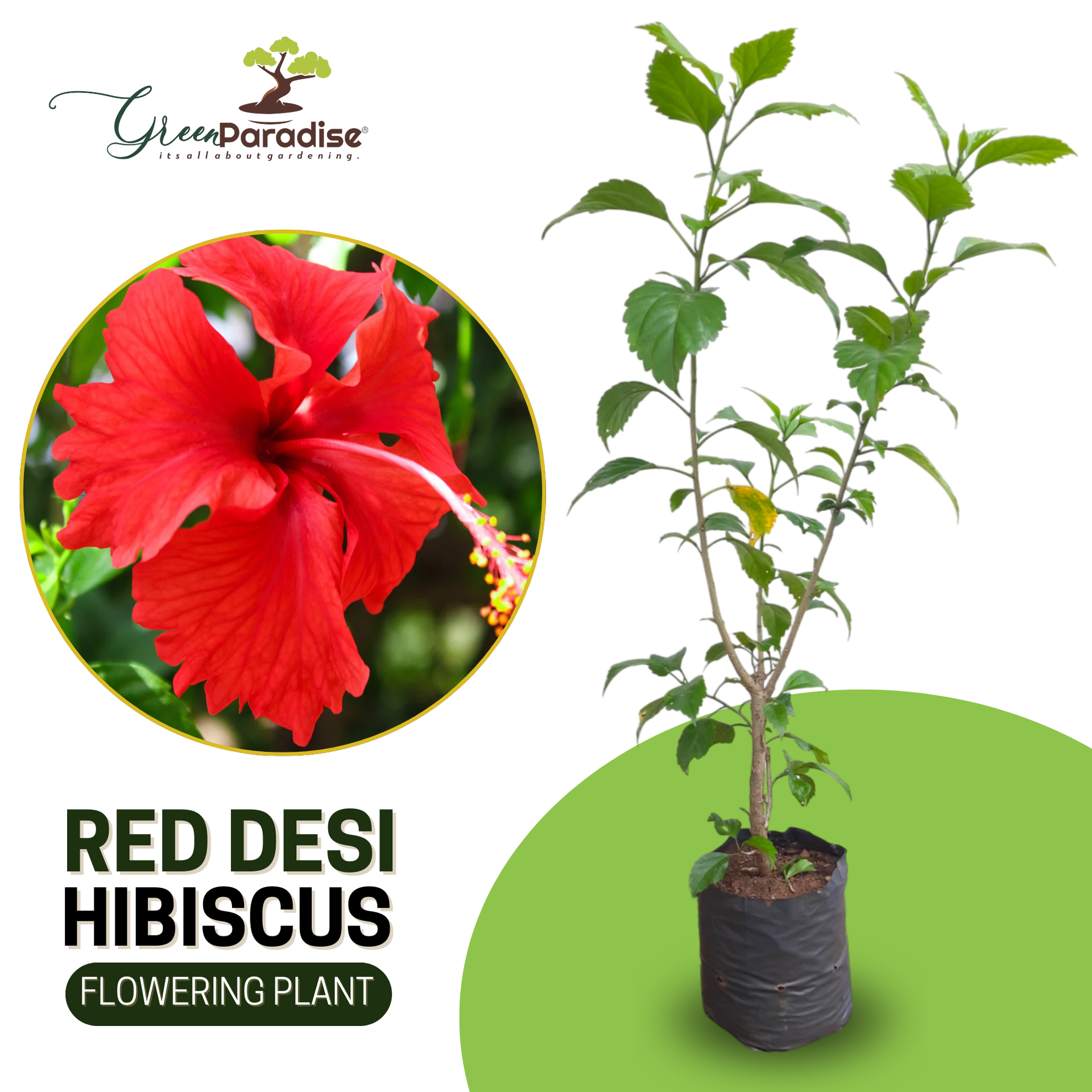 Green Paradise Red Hibiscus Desi Traditional tropical hibiscus Live Plant