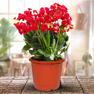 Kalanchoe Plants With Pot