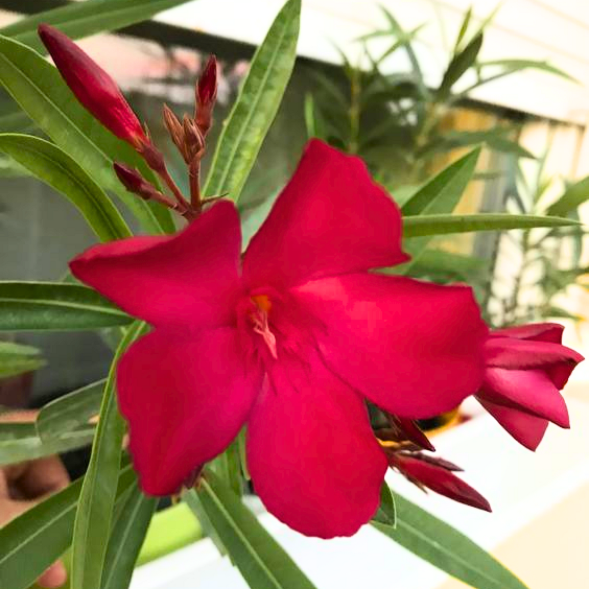 Red Nerium Oleander Kaner Dwarf  Live Healthy Plant