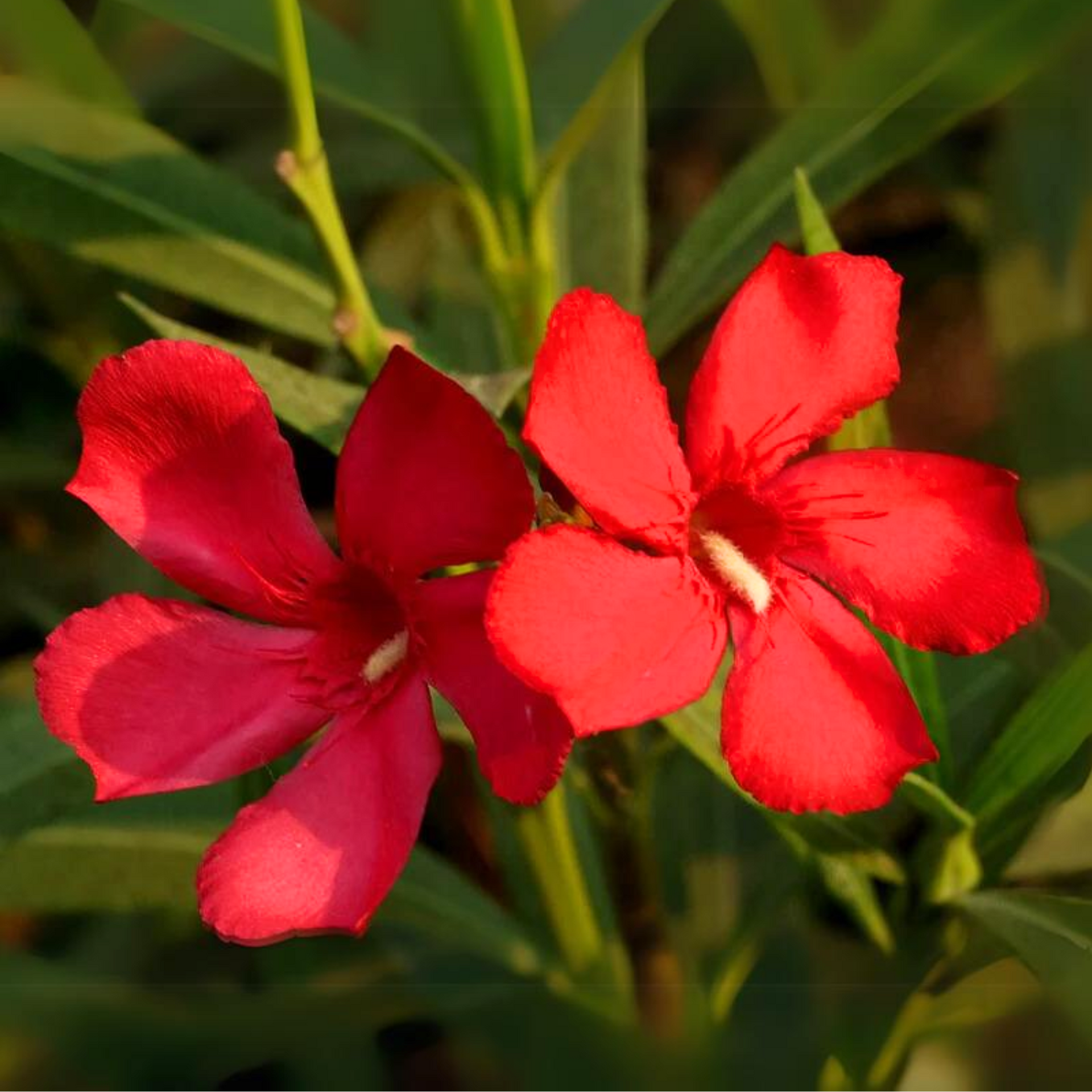 Red Nerium Oleander Kaner Dwarf  Live Healthy Plant