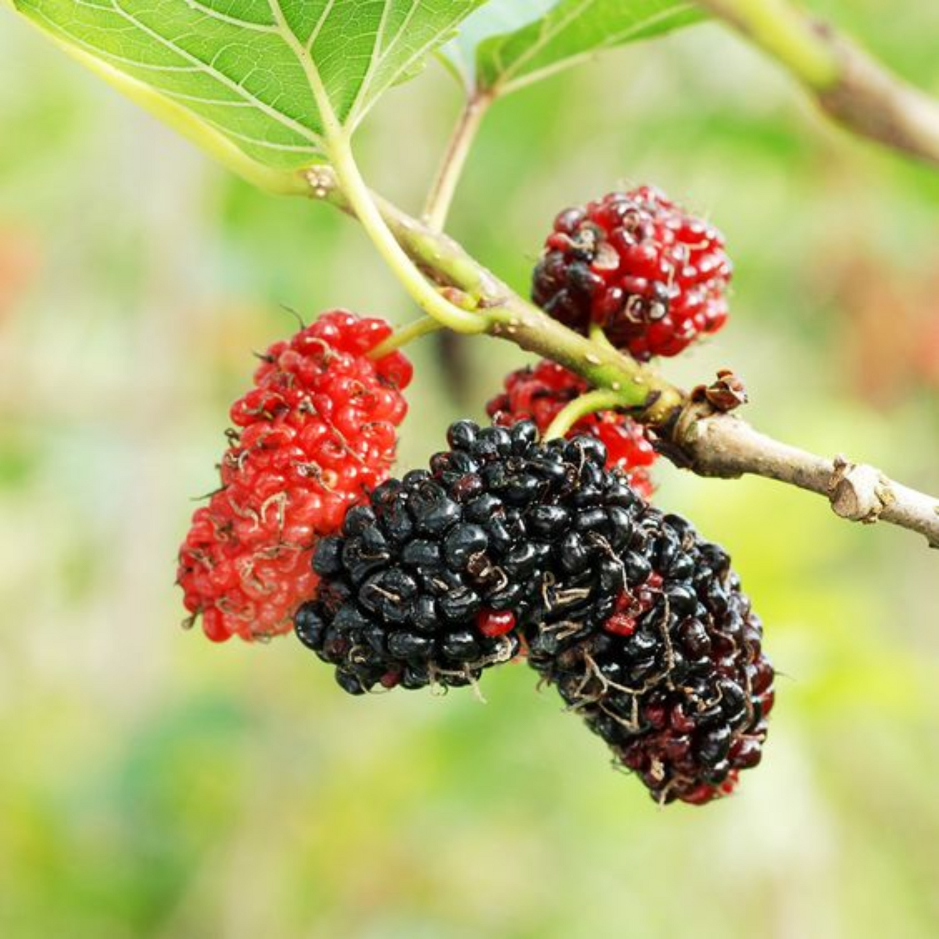 Red Mulberry Live Plant Suitable For Bonsai