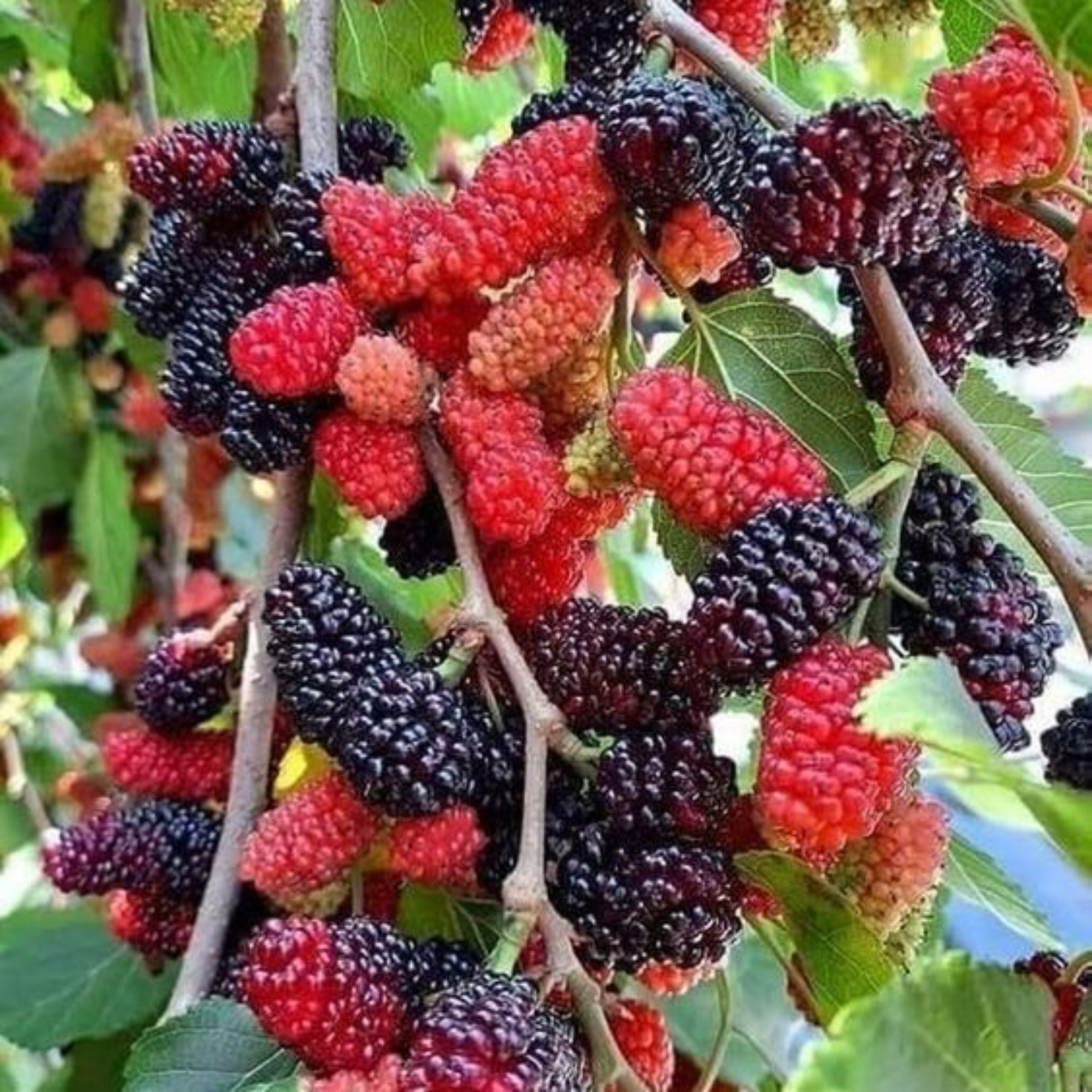 Red Mulberry Live Plant Suitable For Bonsai