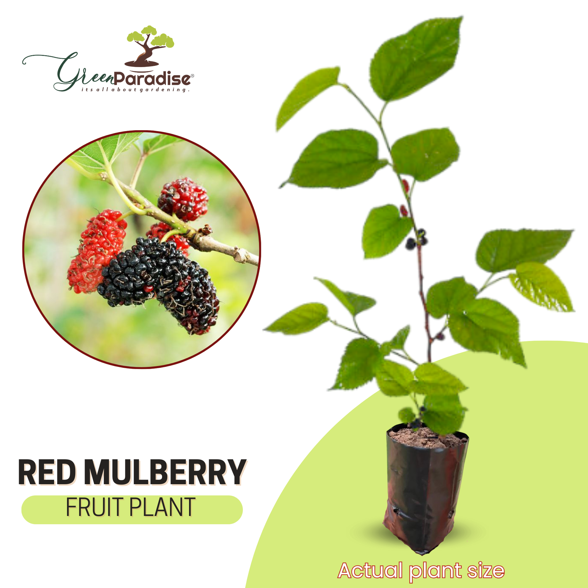 Red Mulberry Live Plant Suitable For Bonsai