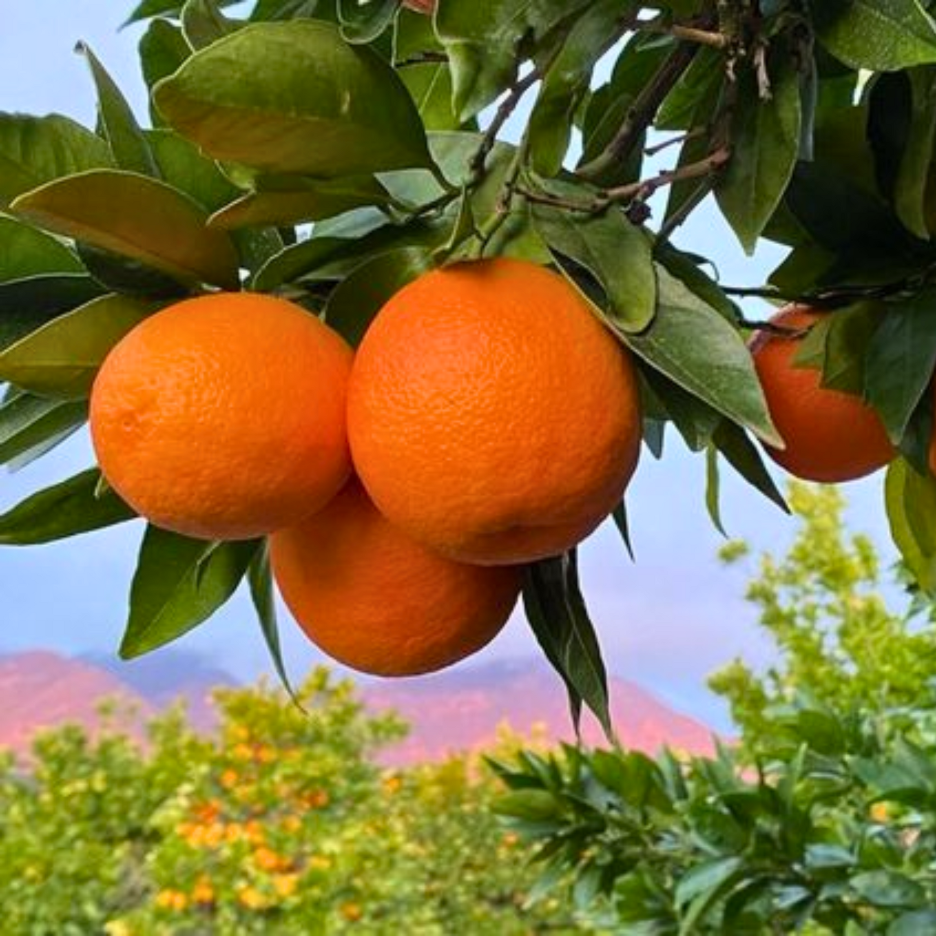 Bonsai suitable Delicious SWEET NAGPUR ORANGE Plant All Season1 Live Plant