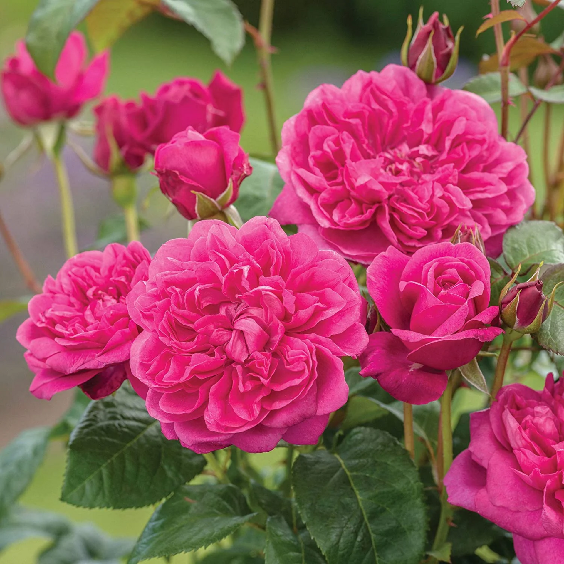 Green Paradise Live Red Scented Climbing Rose Plant