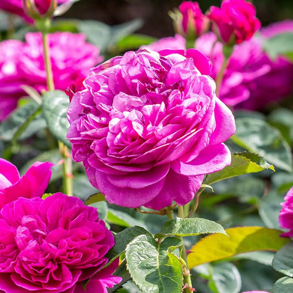 Green Paradise Live Red Scented Climbing Rose Plant