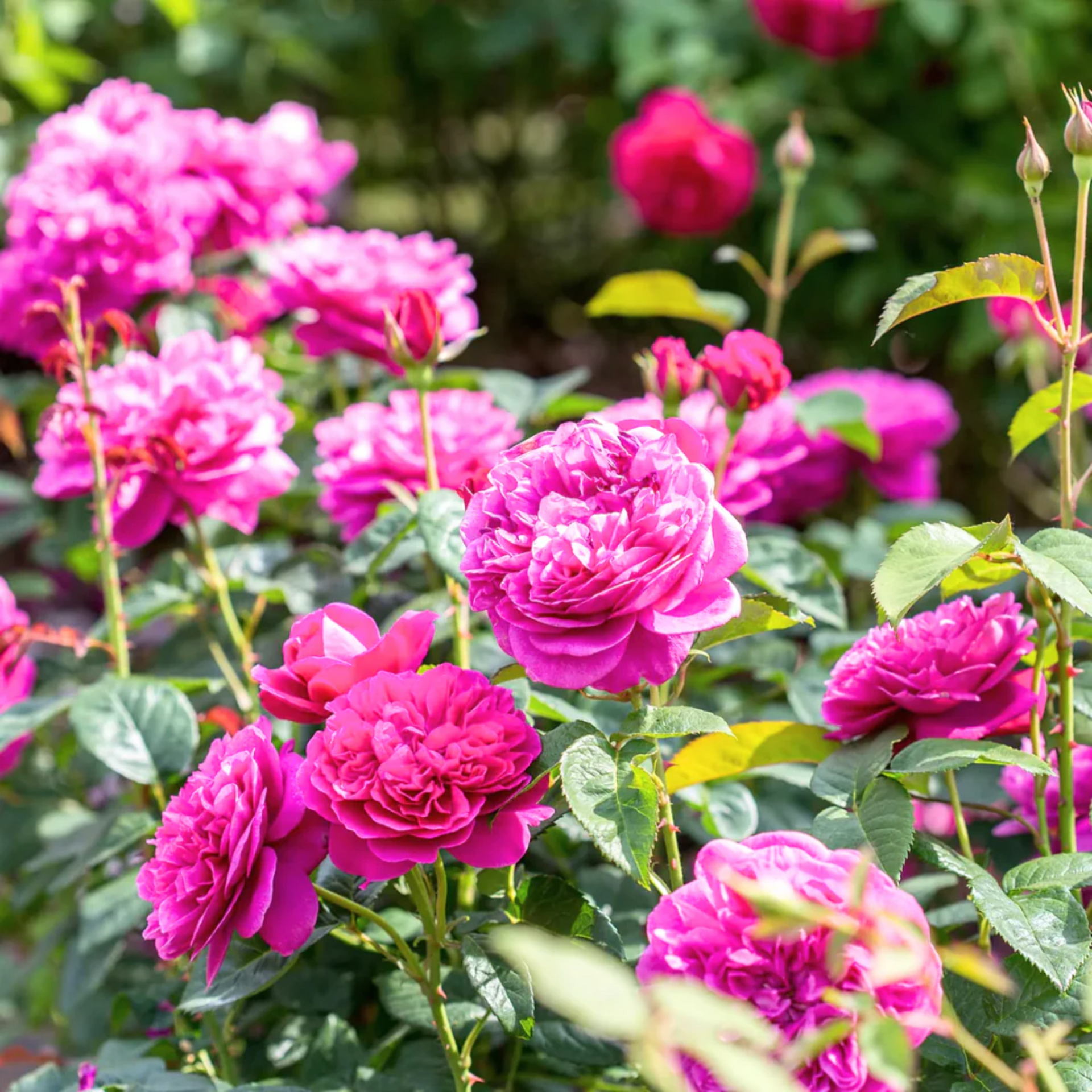 Green Paradise Live Red Scented Climbing Rose Plant