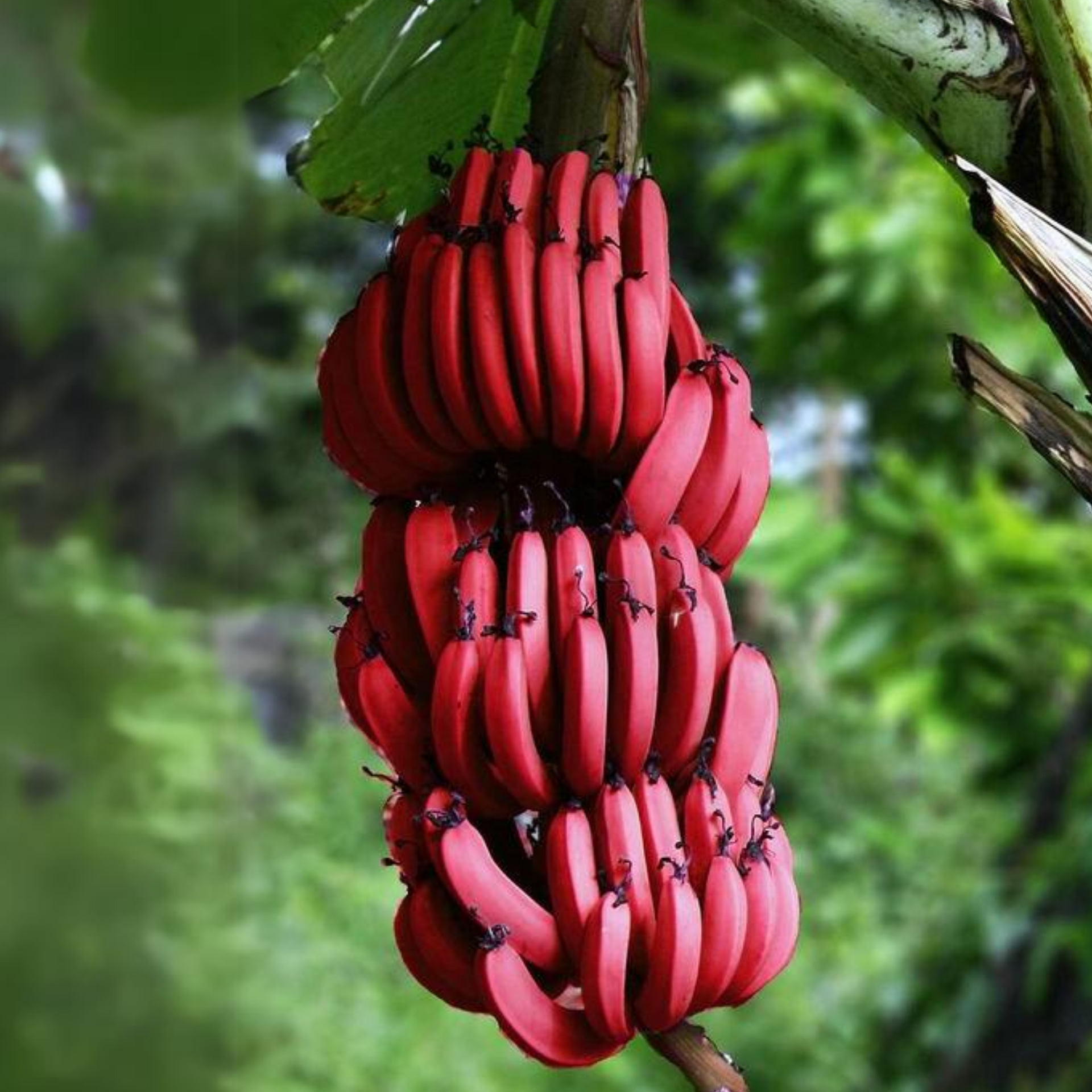 Red Banana Plant