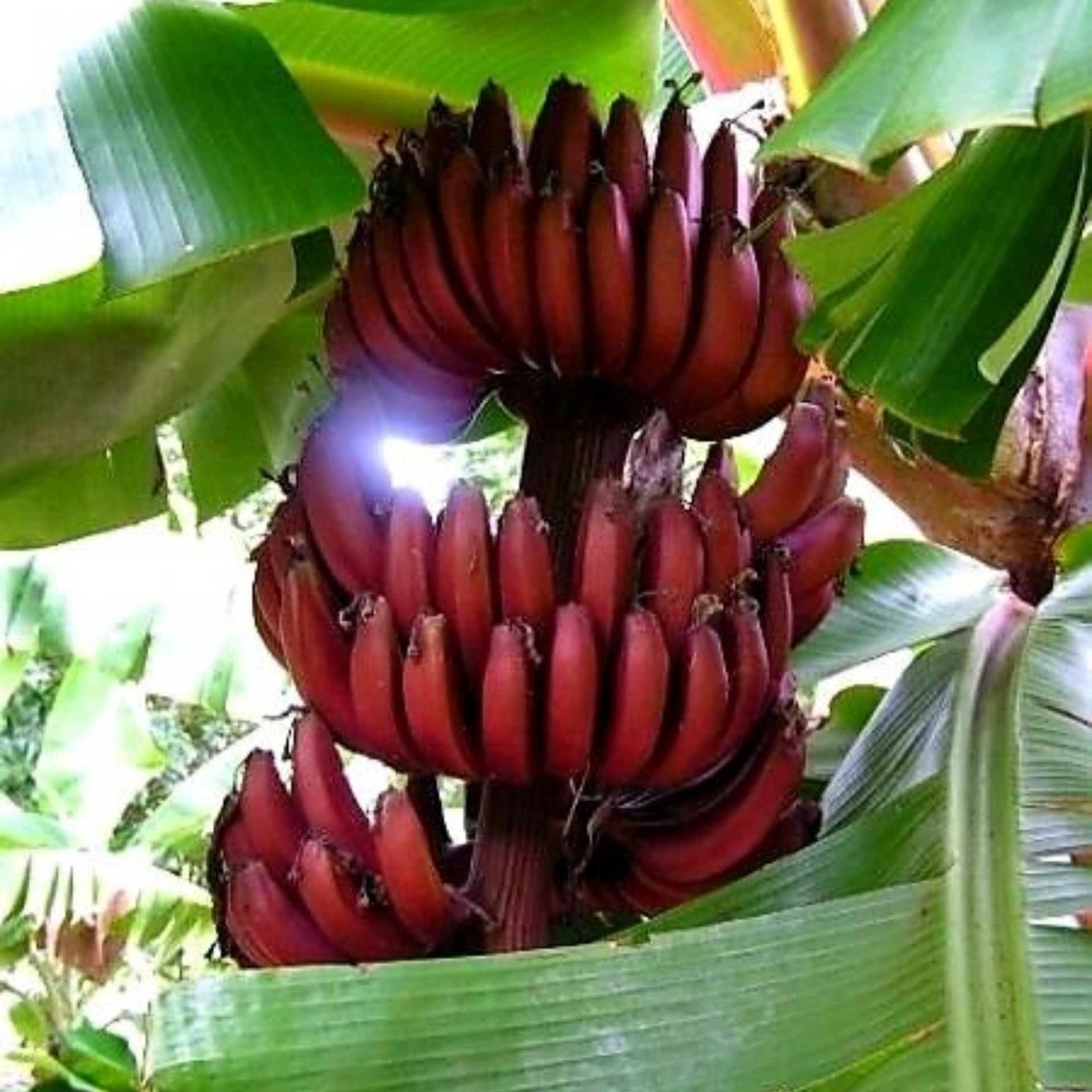 Red Banana Plant