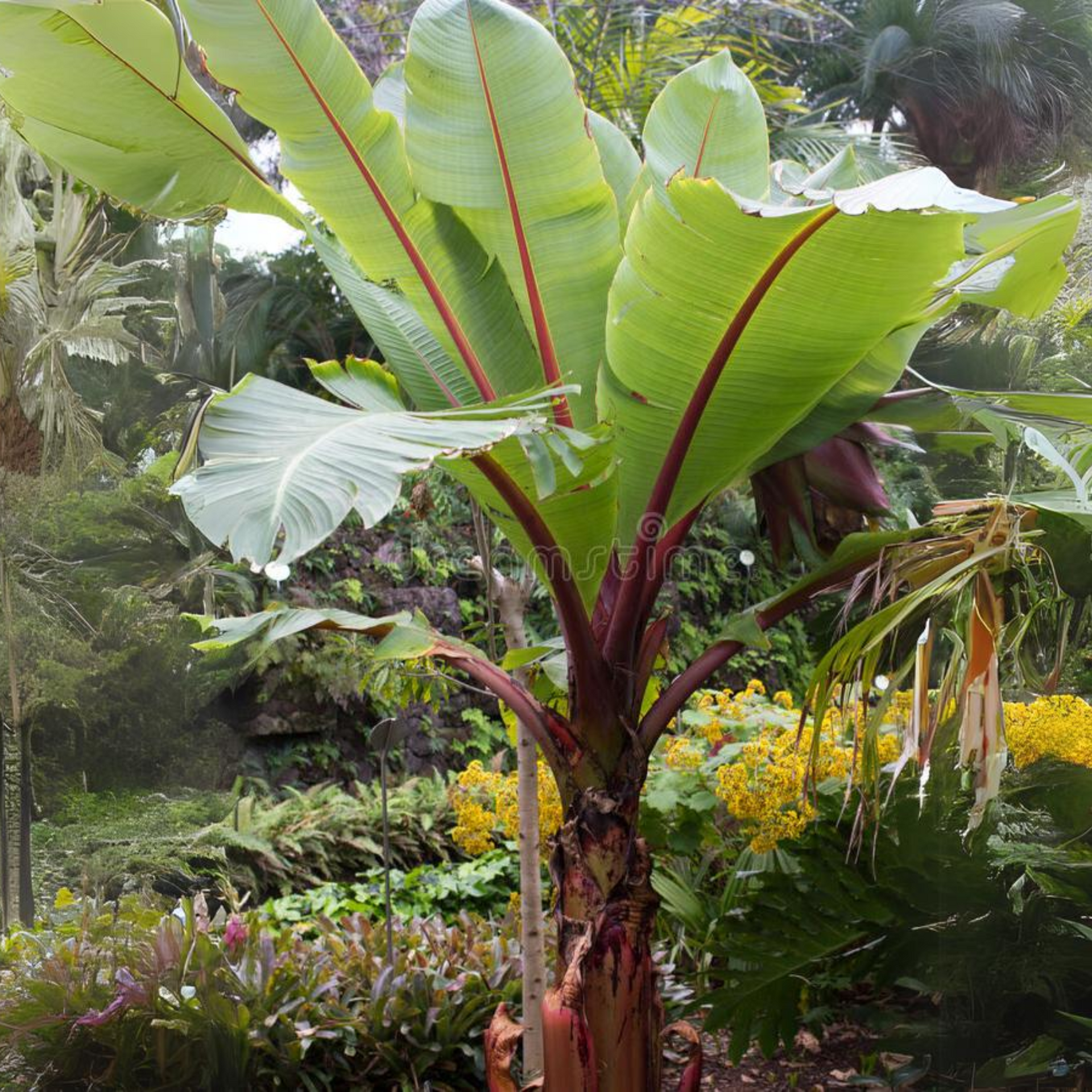 Red Banana Plant