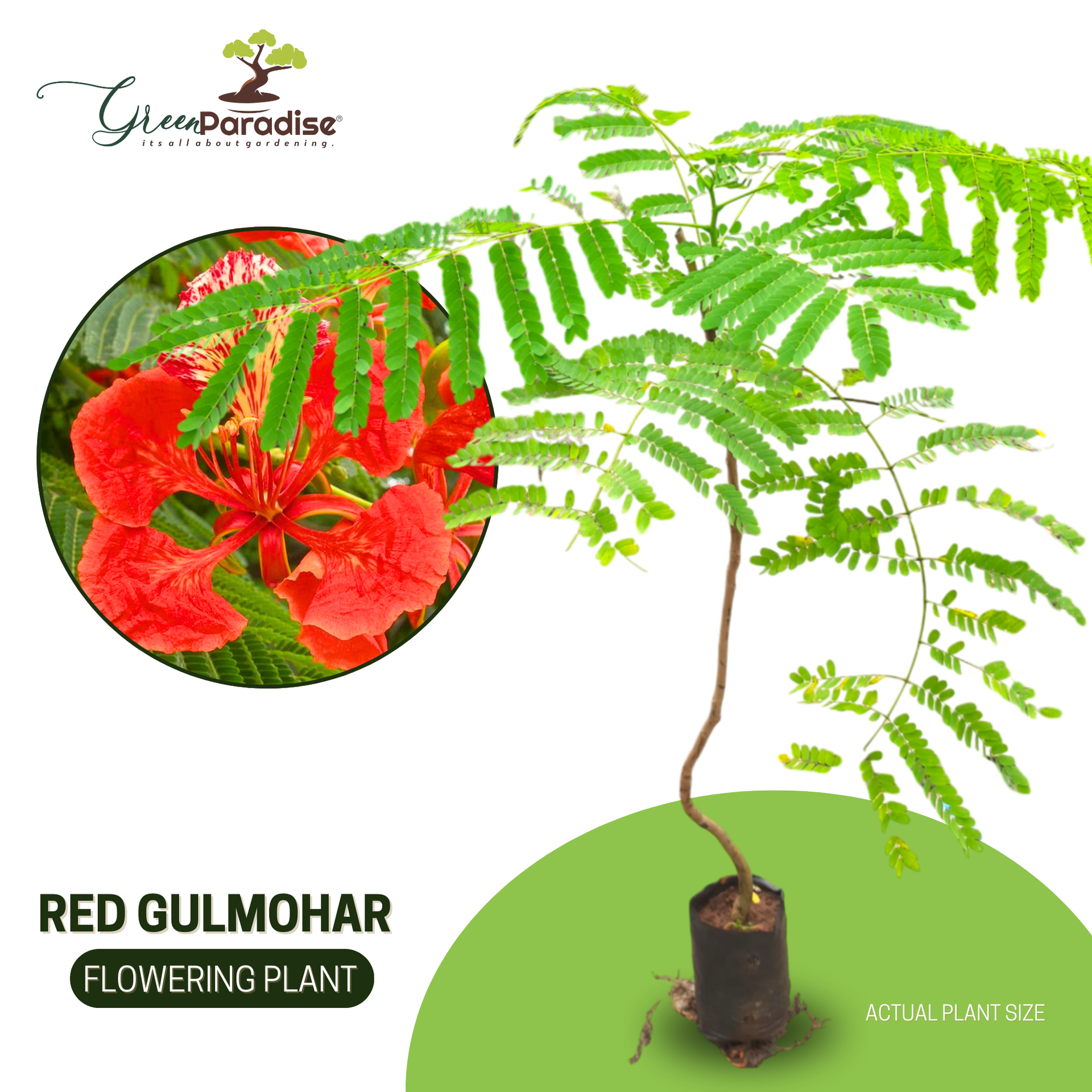 Green Paradise Gulmohar Live Plant