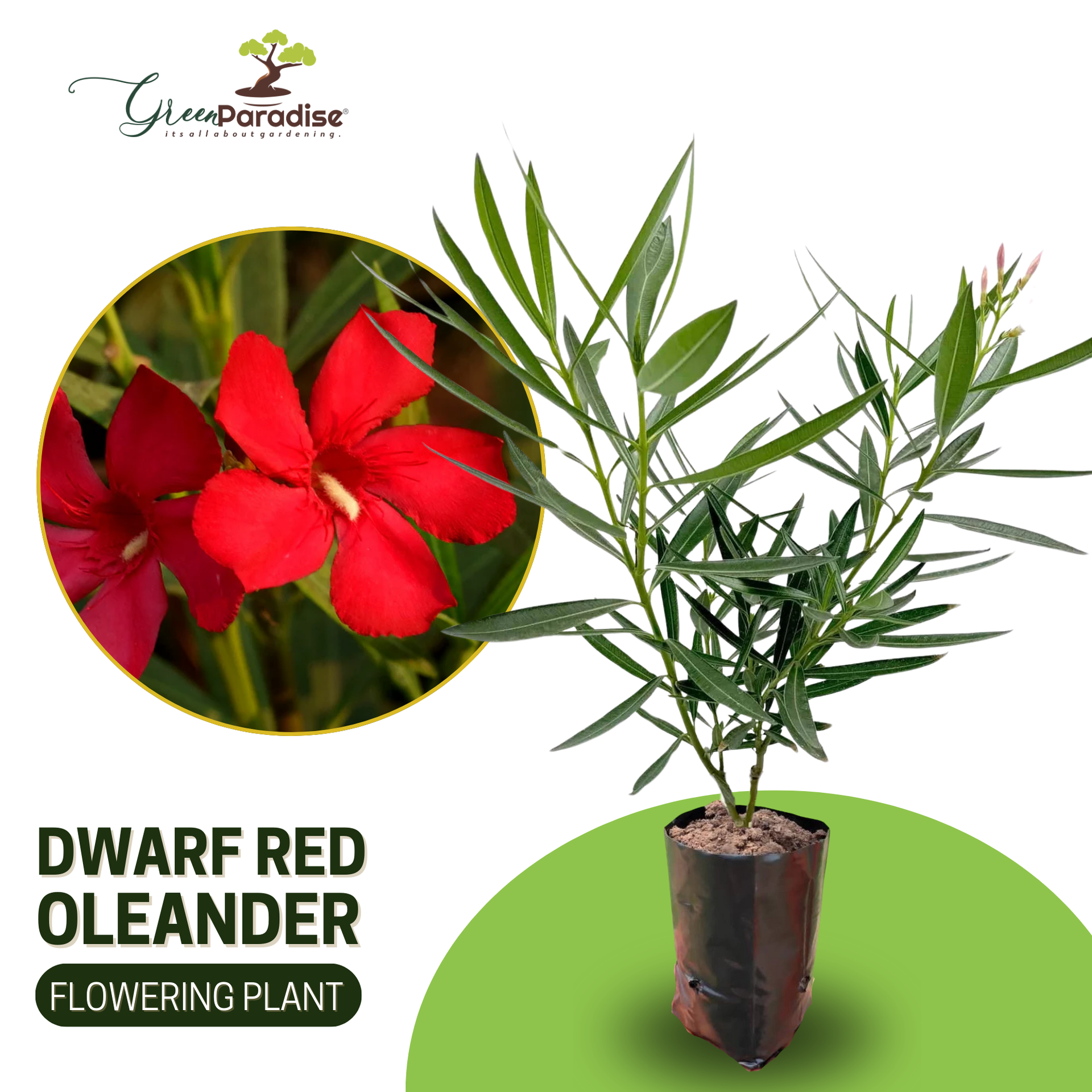 Red Nerium Oleander Kaner Dwarf  Live Healthy Plant