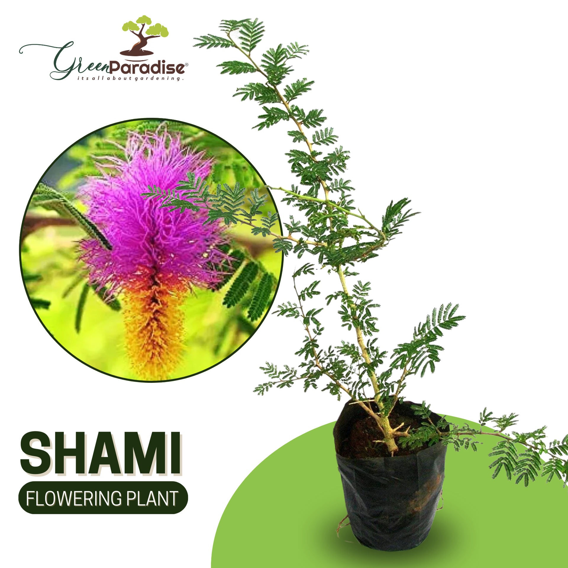 Green Paradise® shami plant Sapling Holy Shami Tree bring goodluck to your house