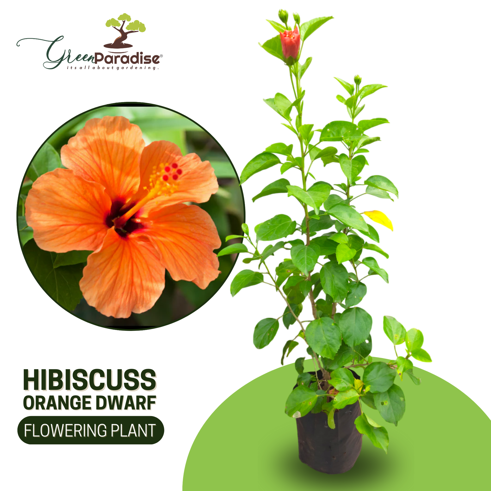 Dwarf Orange Hibiscus Live Plant