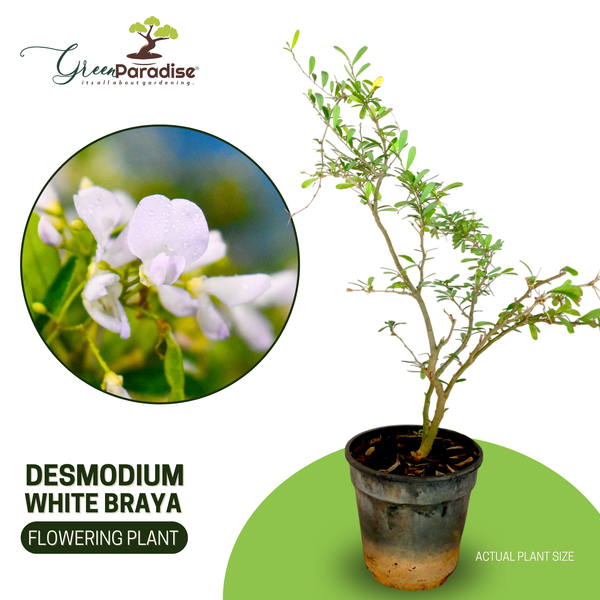 Green Paradise® Desmodium White Braya – Rare Live Sapling Plant for Home Garden & Outdoor Landscaping | Fast-Growing, Easy Maintenance