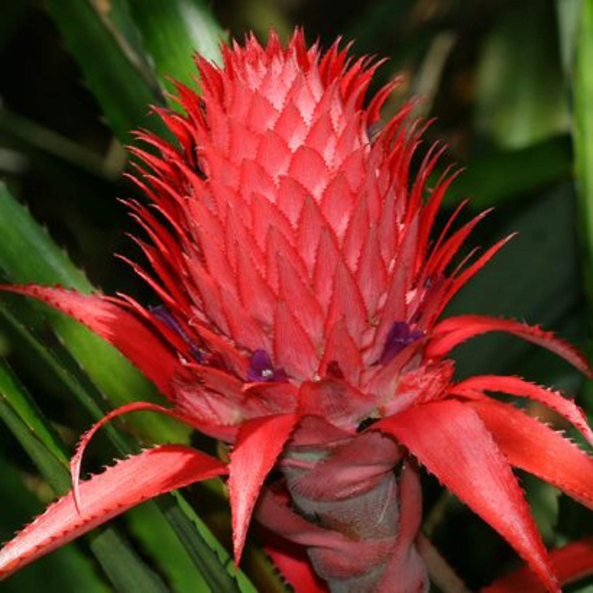 Green Paradise Red Dwarf Pine Apple Plant