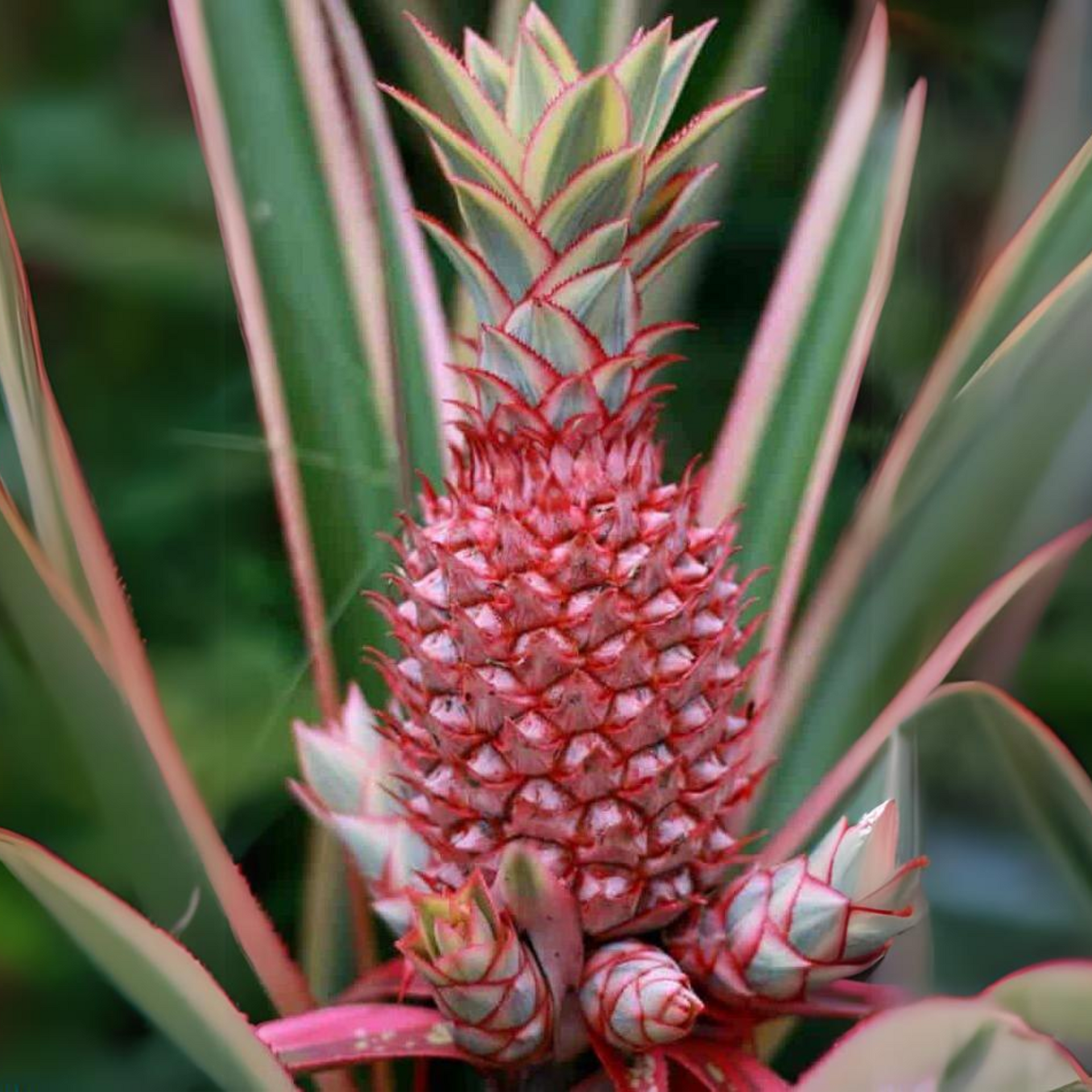 Green Paradise Red Dwarf Pine Apple Plant