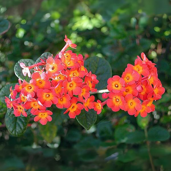 rondeletia odorata Beautiful Flowering Plant bonsai Suitable Flowering Live Sapling Plant