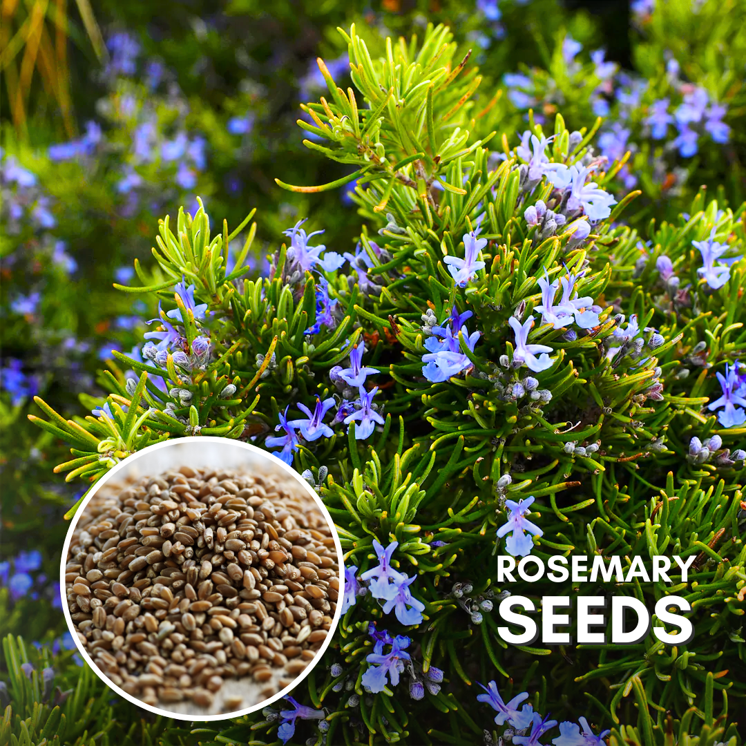 Green Paradise® Rosemary (IMP) Seeds Pack