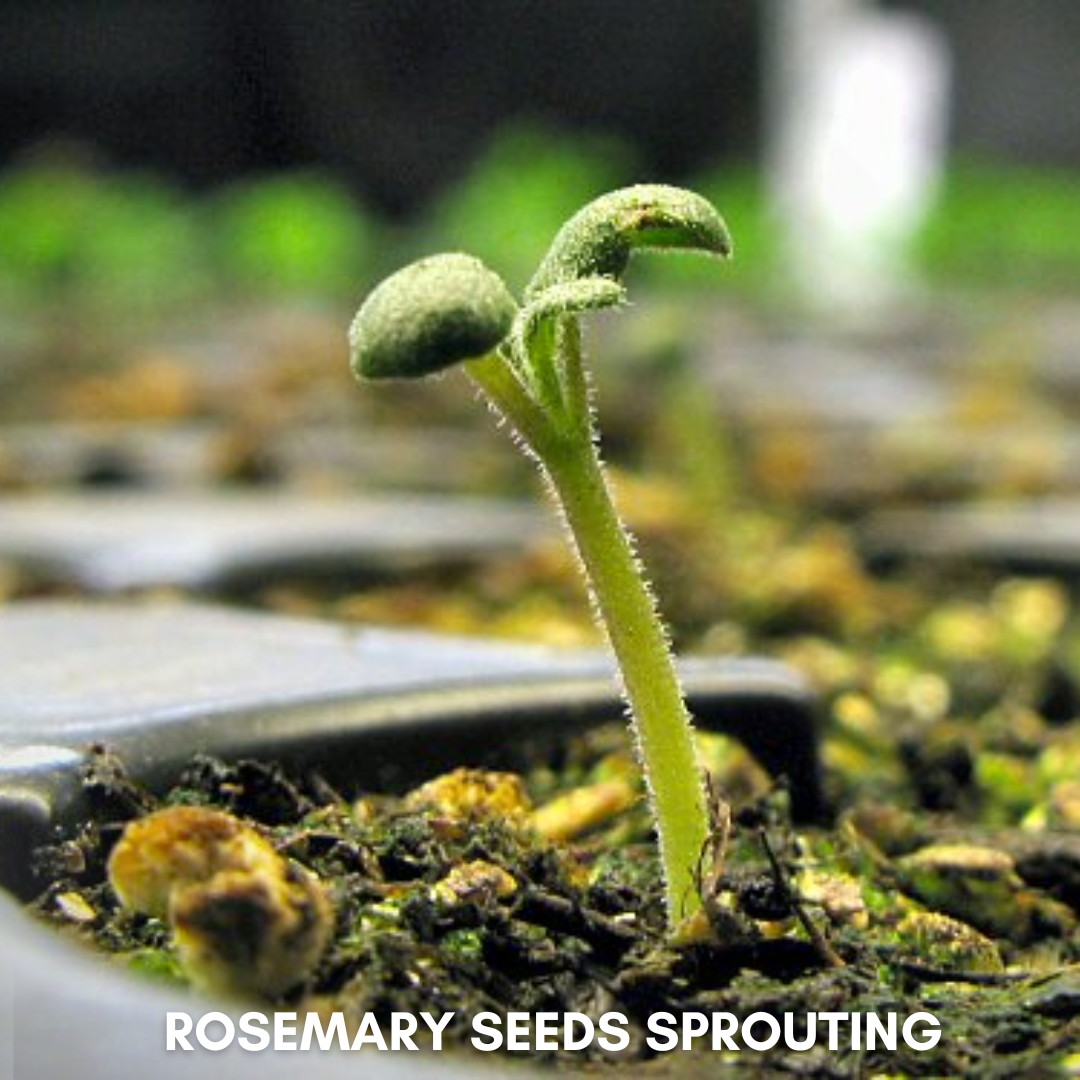 Green Paradise® Rosemary (IMP) Seeds Pack