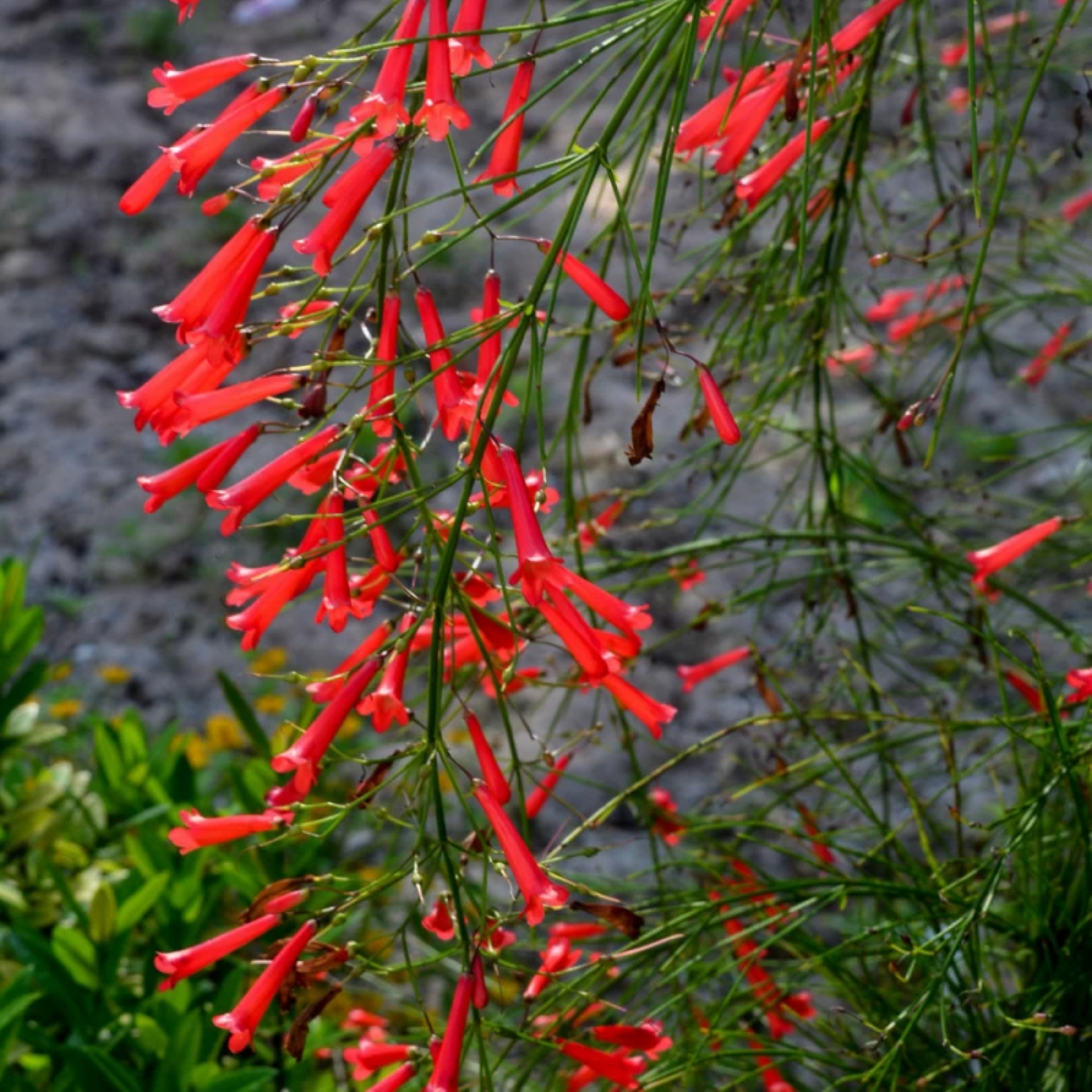 Russelia Live Plant