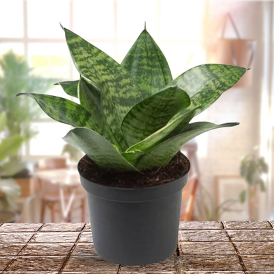 Air Purifier Senseveria live and Healthy Plant For Indoor