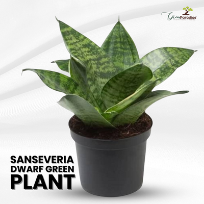 Air Purifier Senseveria live and Healthy Plant For Indoor