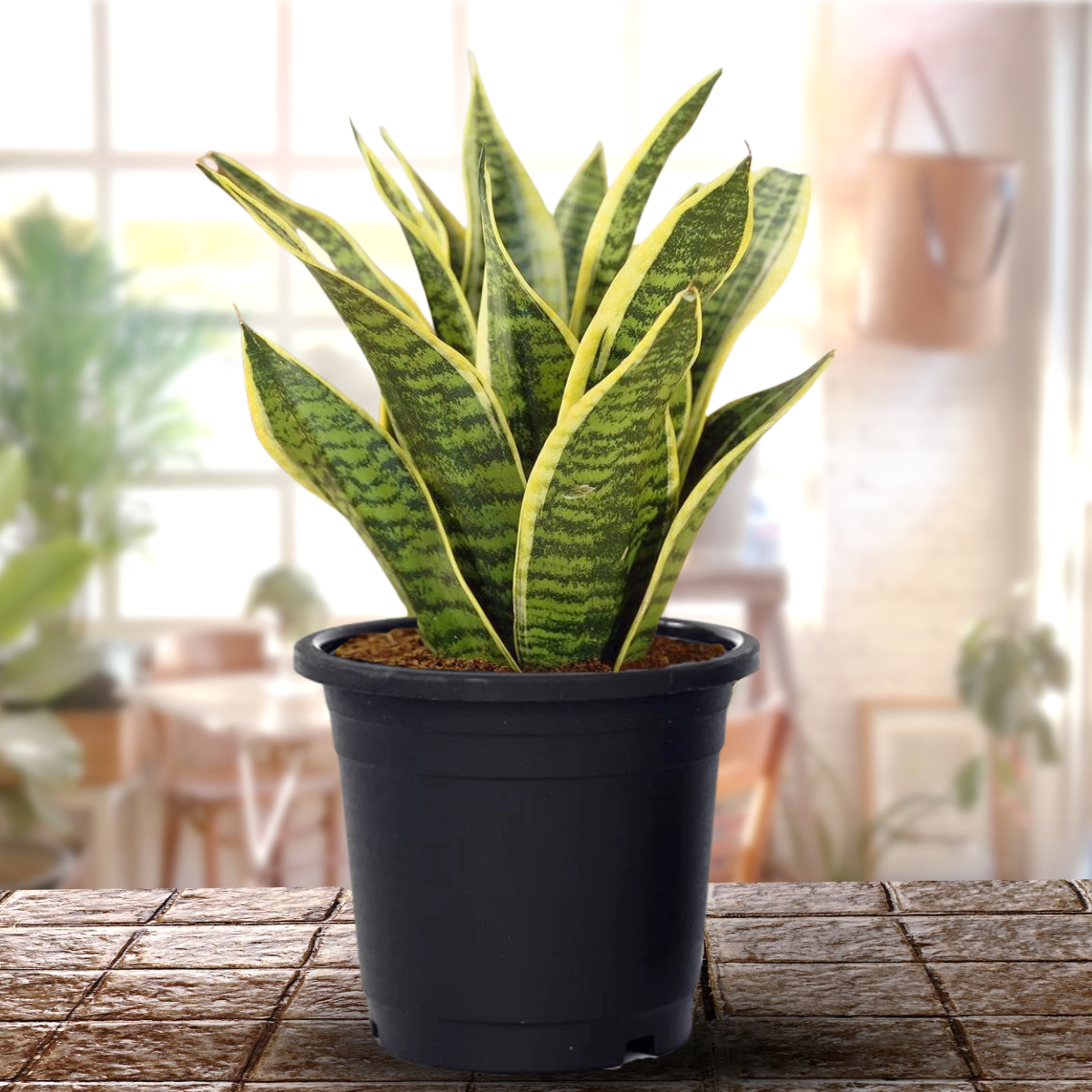 Air Purifying Sansevieria Superba Plant with Pot