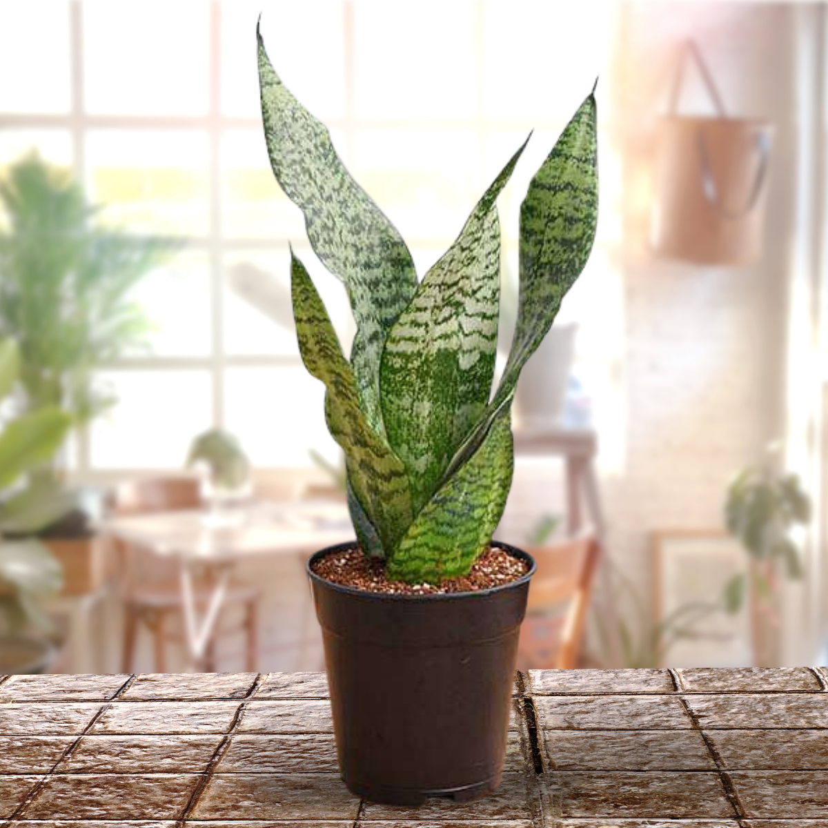 Snake Plant Sanseveria (Pot Included) Air Purifier Live Plant