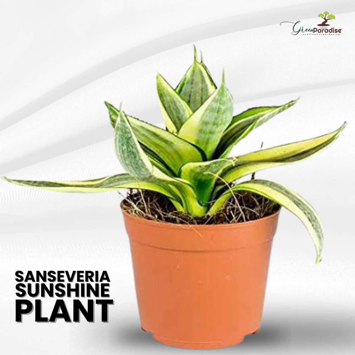 Sansevieria Sunshine Varigated Live Air Purifier Healthy Plant with Pot