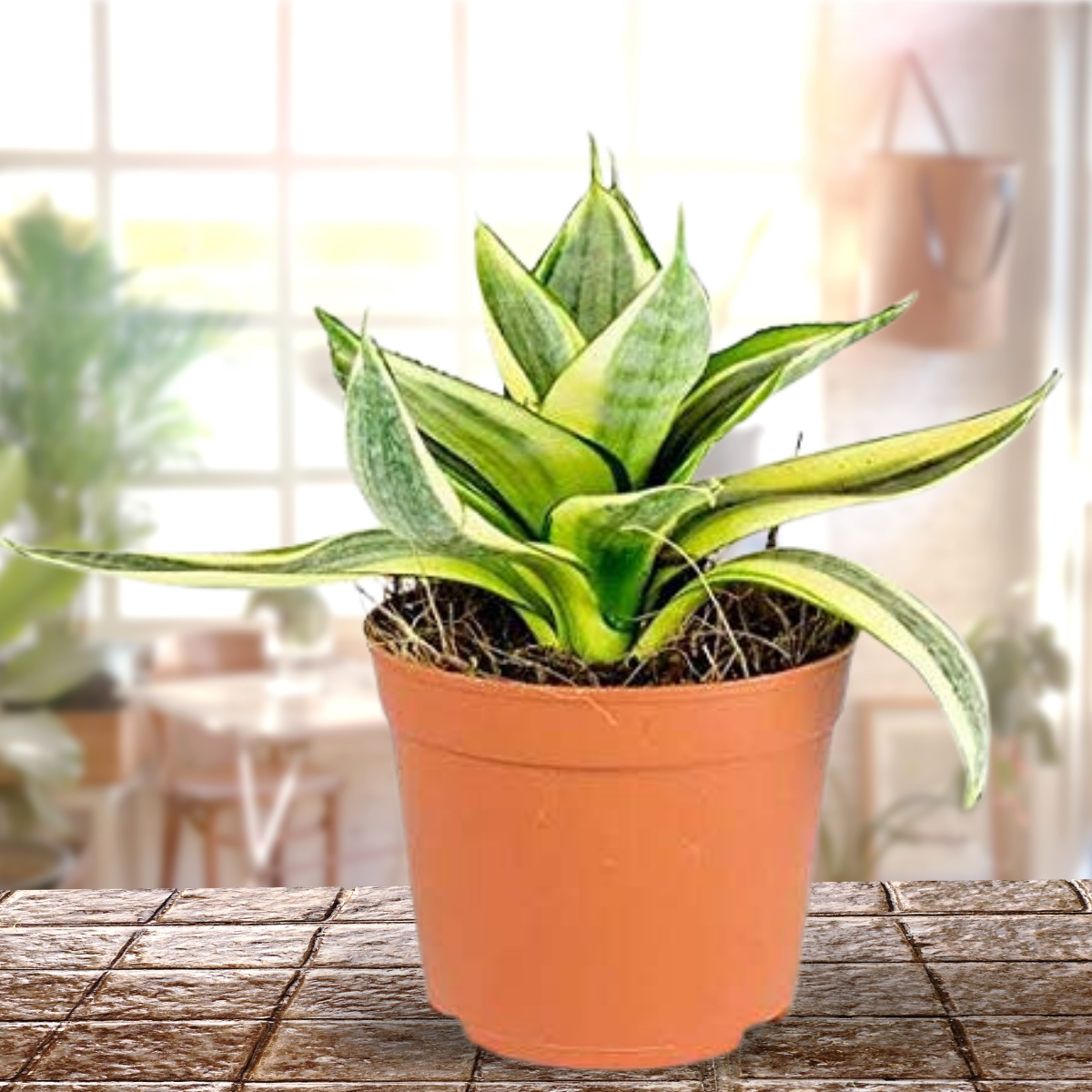 Sansevieria Sunshine Varigated Live Air Purifier Healthy Plant with Pot