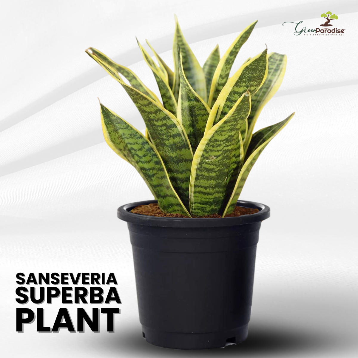 Air Purifying Sansevieria Superba Plant with Pot