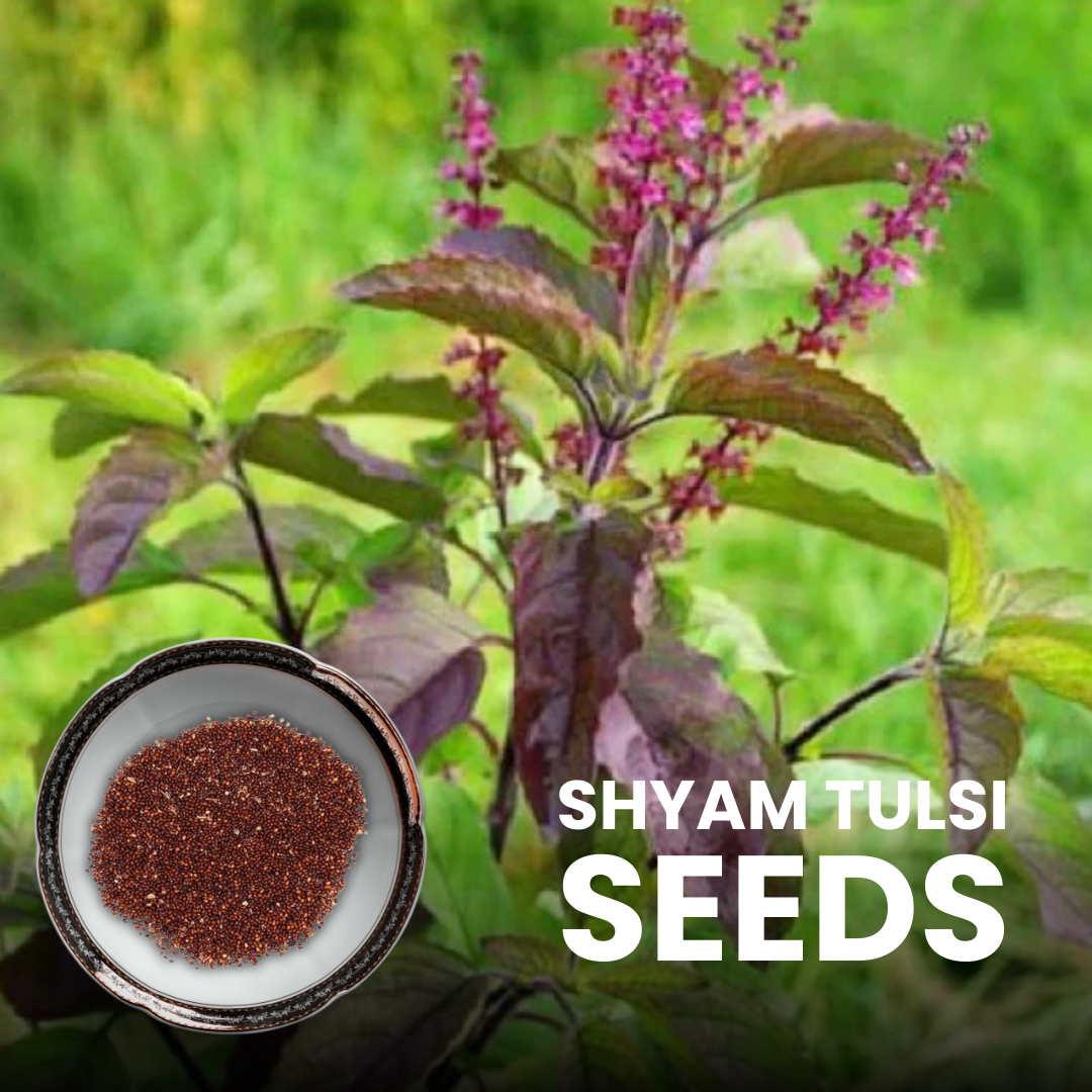 Green Paradise® Shyam Tulsi Seeds | Holy Basil for Health, Pooja & Home Gardening | High Germination, Non-GMO