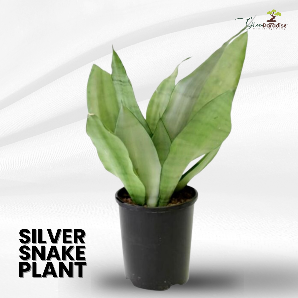 Air Purifier Indoor Silver Snake Plant with Pot