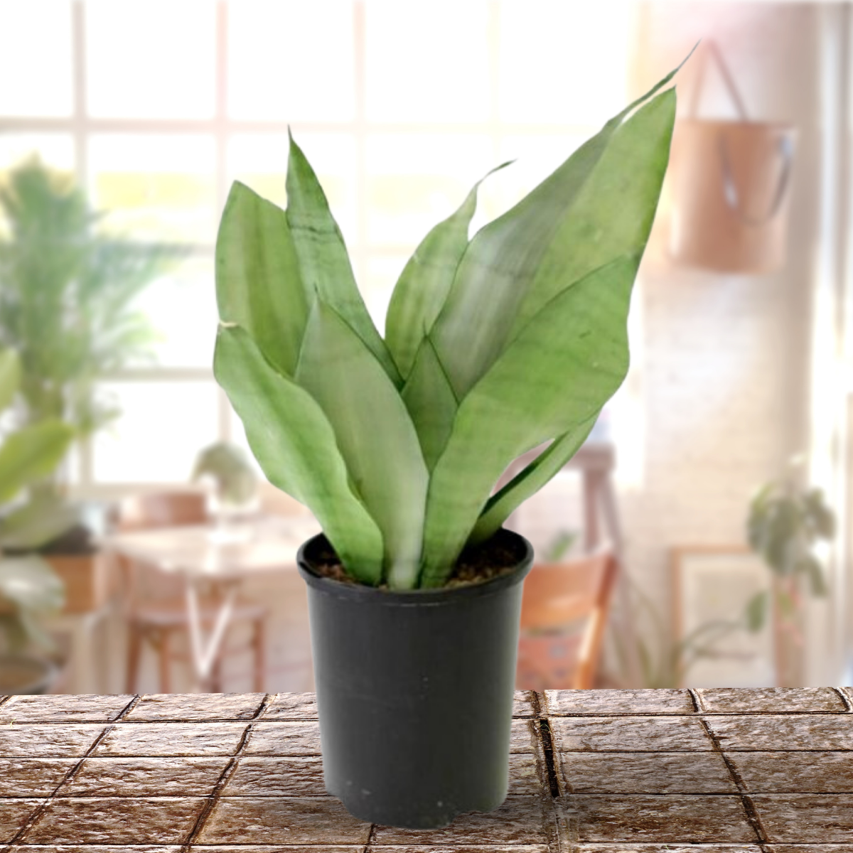 Air Purifier Indoor Silver Snake Plant with Pot