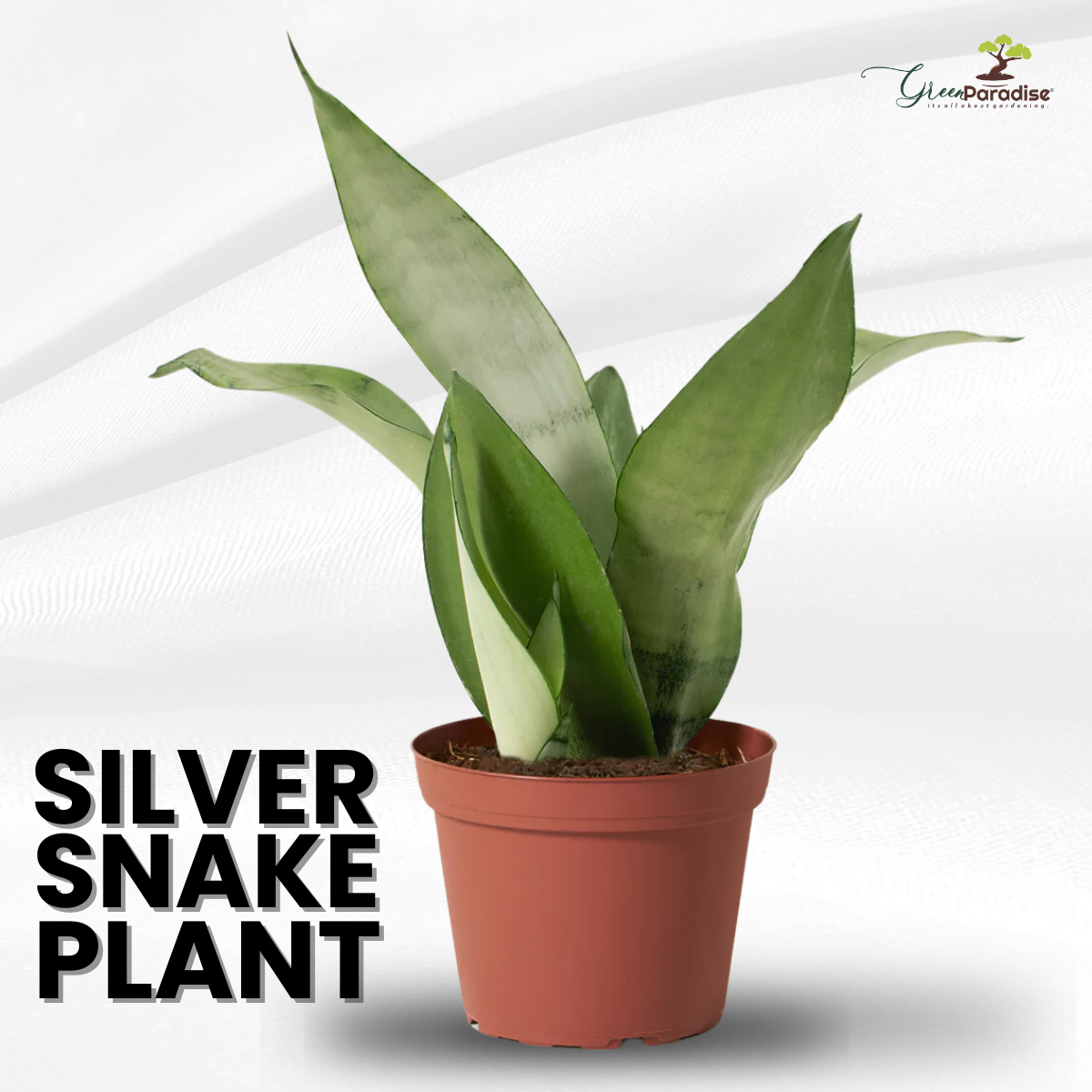 Air Purifier Indoor Silver Snake Plant with Pot ( Set of 2)