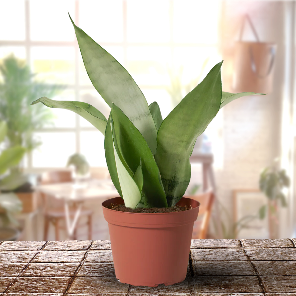 Air Purifier Indoor Silver Snake Plant with Pot ( Set of 2)