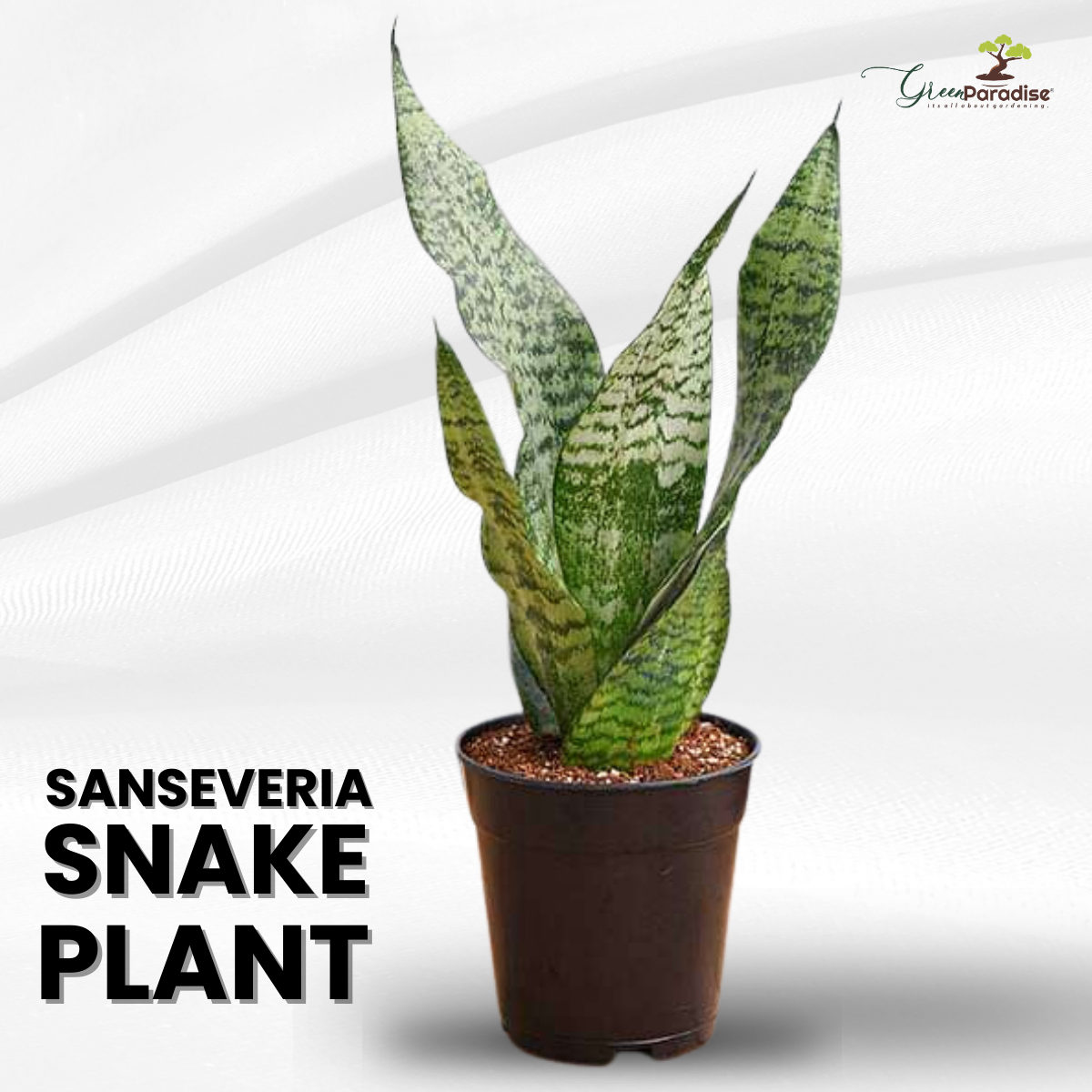 Snake Plant Sanseveria (Pot Included) Air Purifier Live Plant