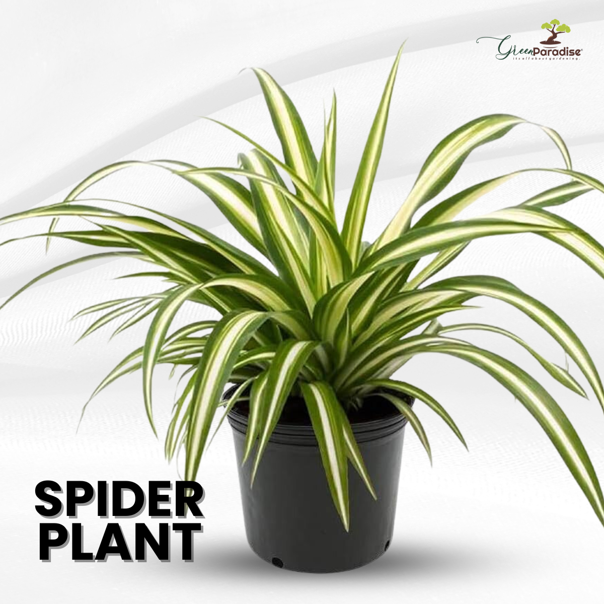 Spider Plant Live Indoor Best air Purifying Plant Include Pot