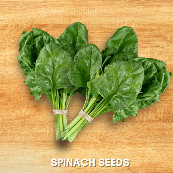 Green Paradise® Spinach (Palak) Seeds Pack