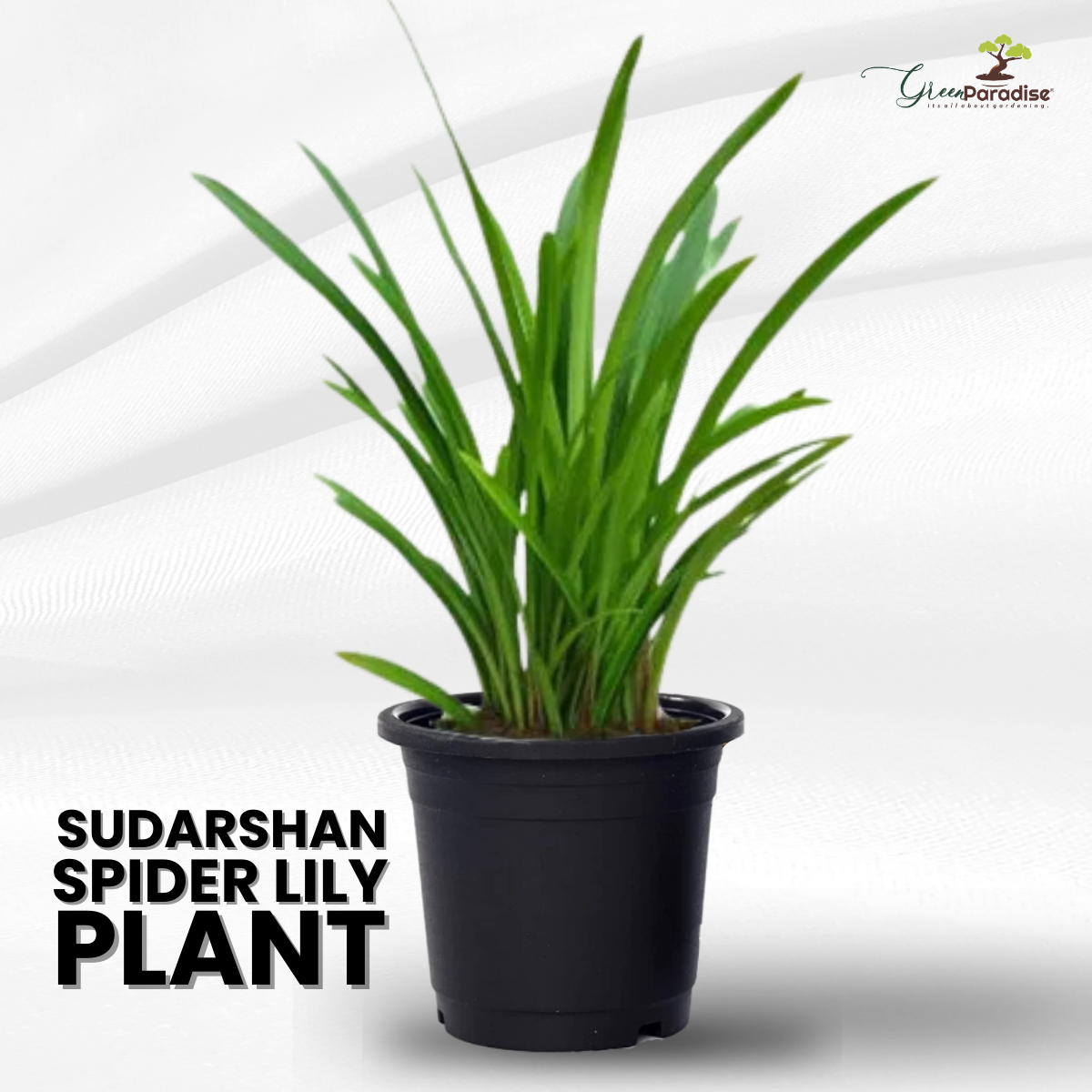 Good Luck Sudarashan Lily Plant, Beach Spider Lily Live Plant/Hymenocallis littoralis