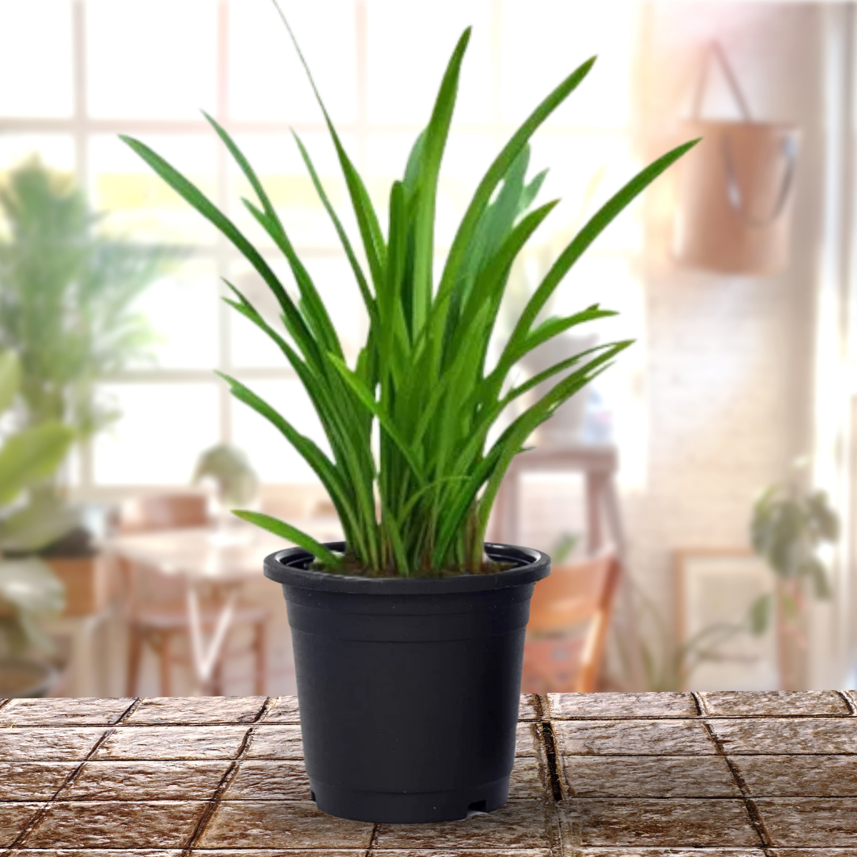 Good Luck Sudarashan Lily Plant, Beach Spider Lily Live Plant/Hymenocallis littoralis