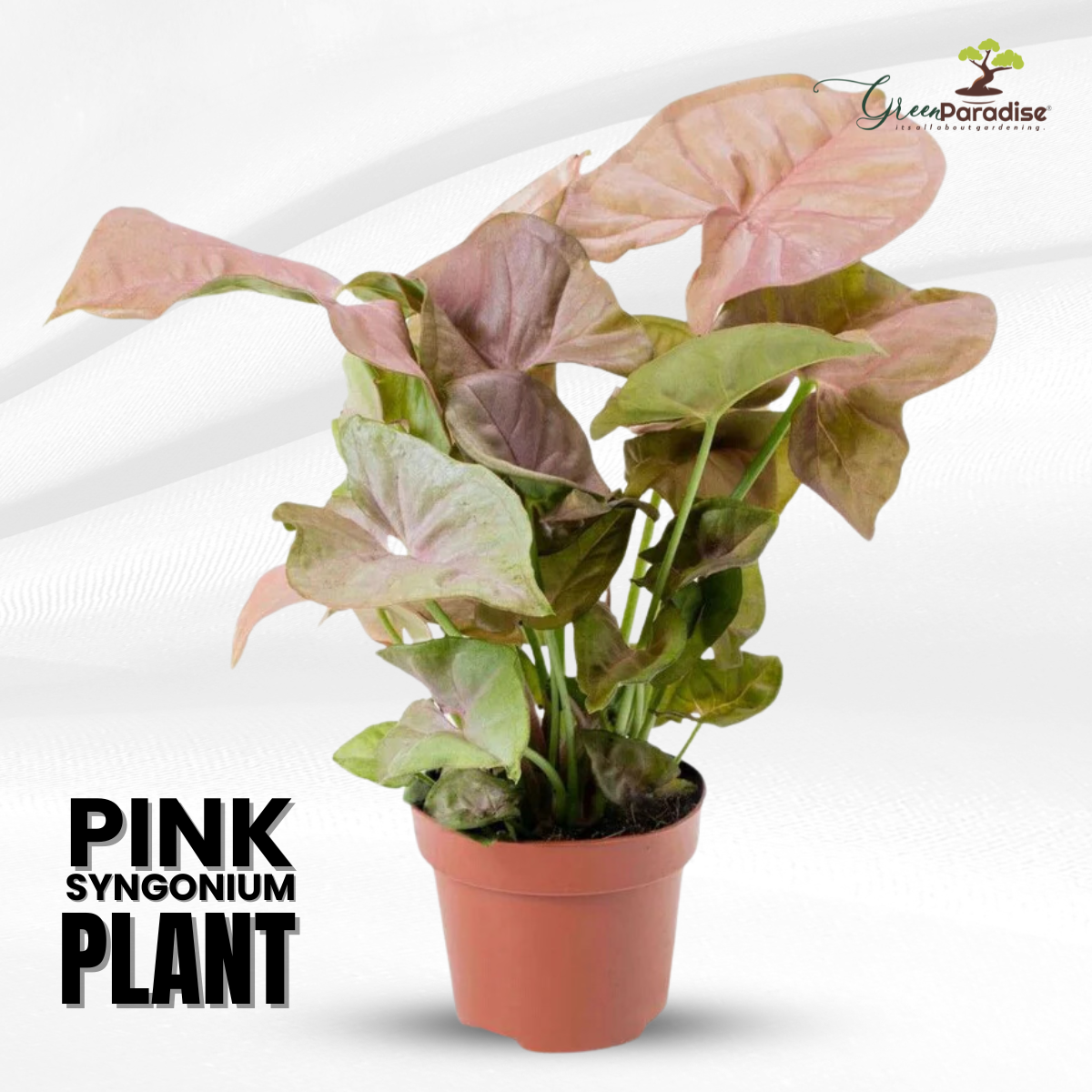 Green Paradise®  Pink Syngonium Plant